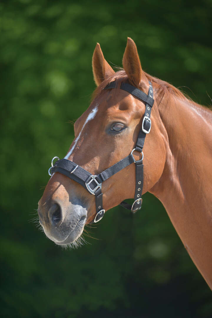 KANTRIE Kappzaum "Economic"